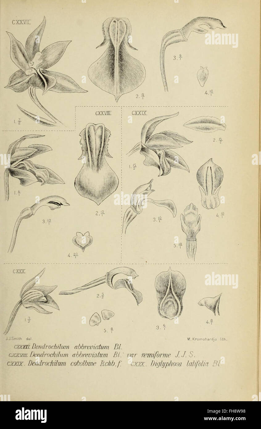 Die Orchideen von Java (Orchids of Java) features detailed ...