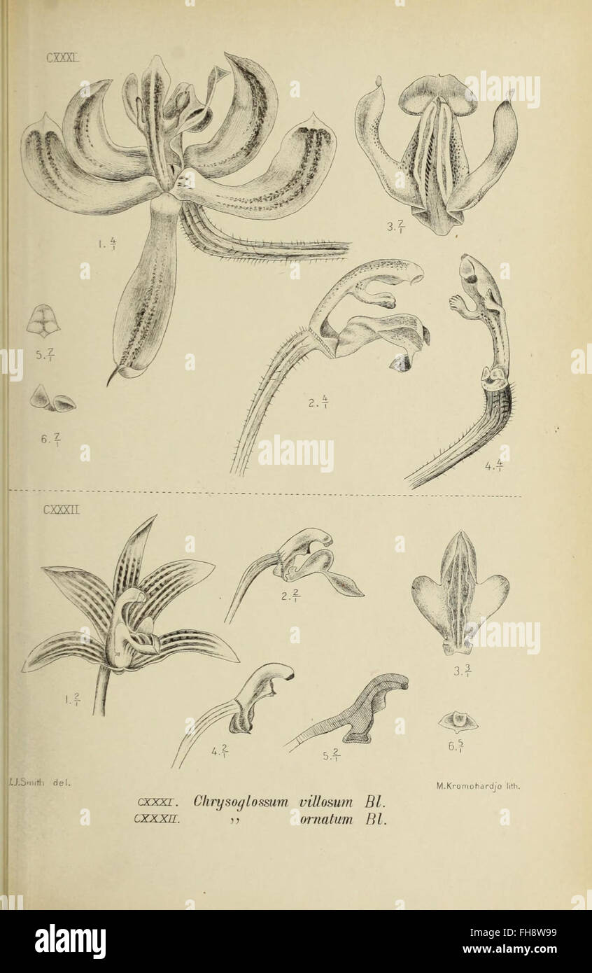An illustration from *Die Orchideen von Java*, a botanical work on the ...