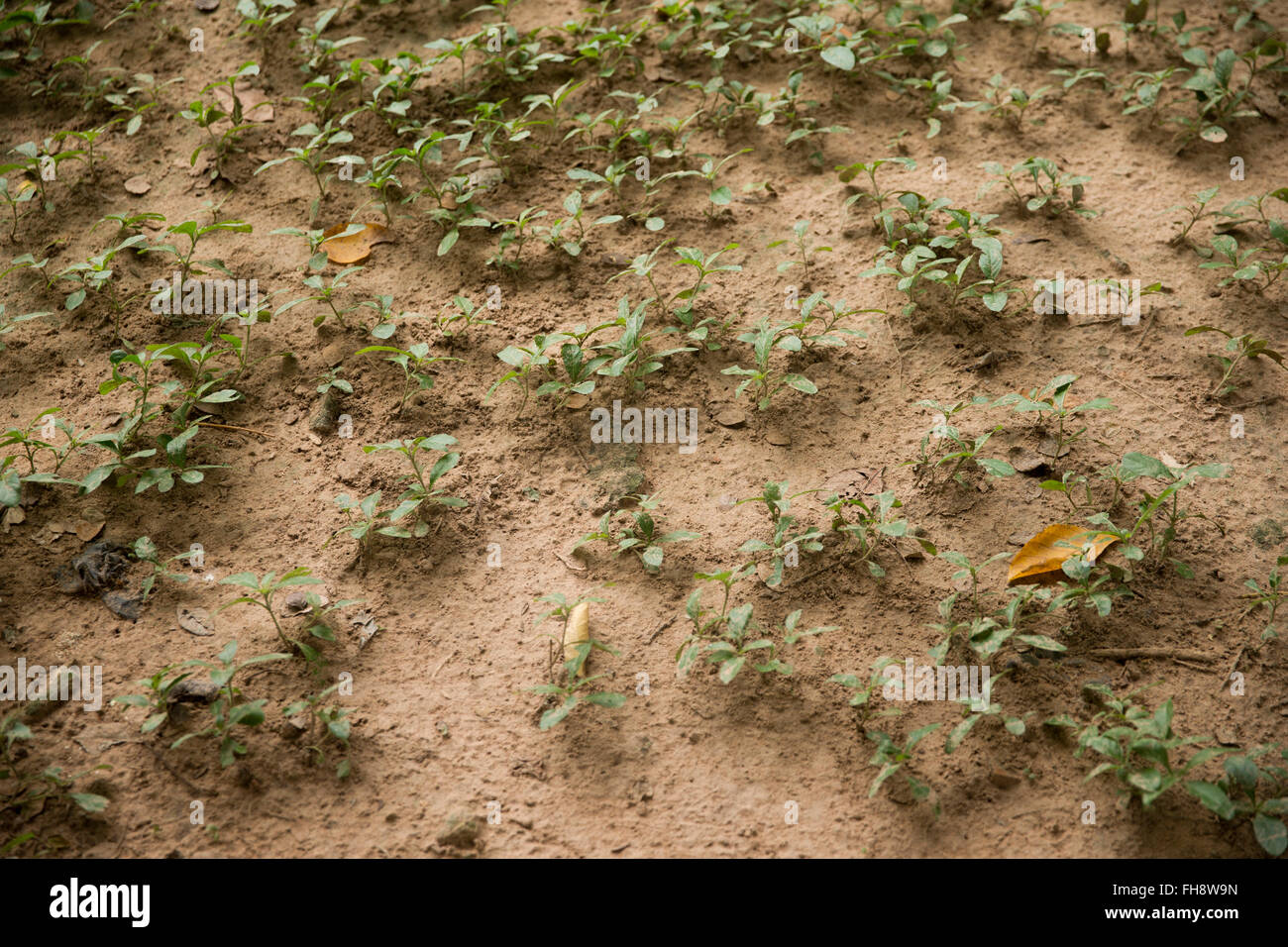 mass burial site at Killing Fields in Phnom Penh, Cambodia Stock Photo