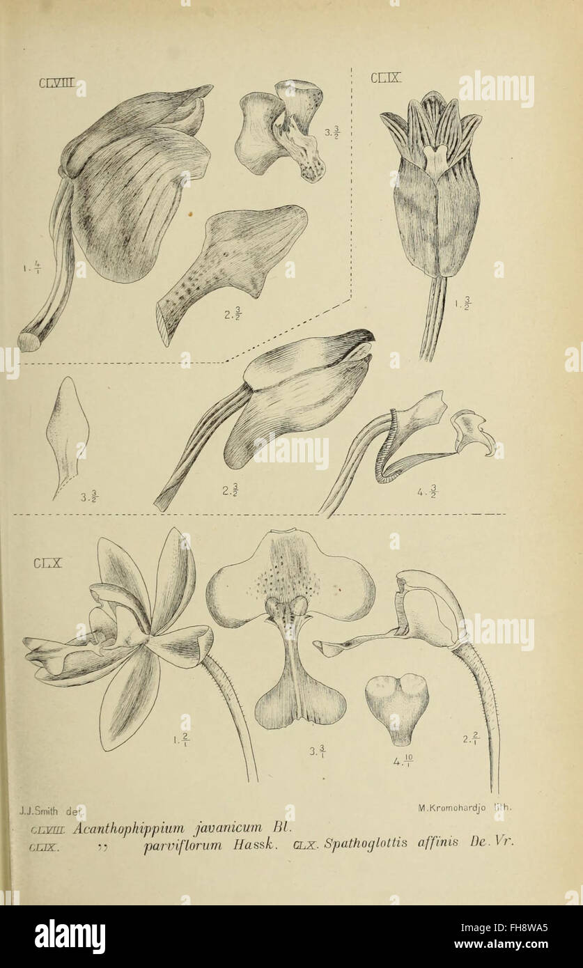 An illustration of an orchid species from Java, part of a botanical ...