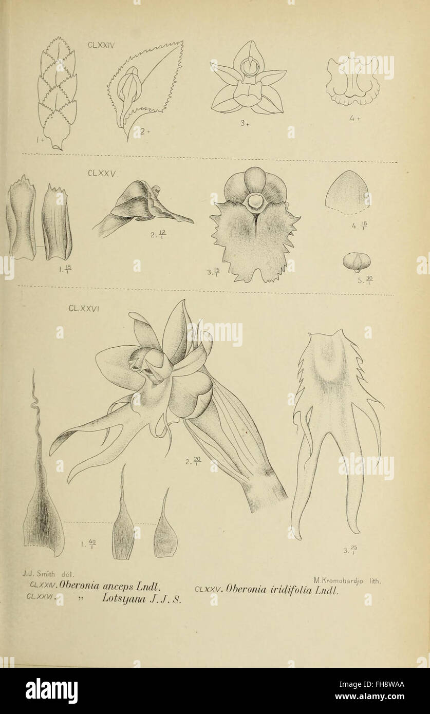 Illustration of Java's orchids from 'Die Orchideen von Java,' housed at ...