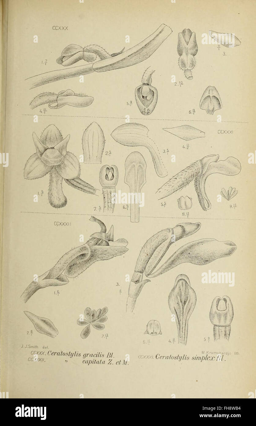 A botanical study on the orchids of Java, featuring an illustration ...