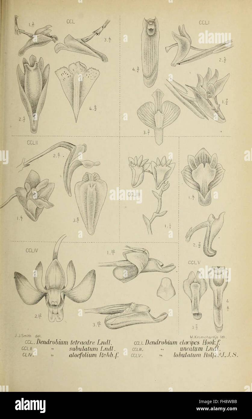 An illustration from 'Die Orchideen von Java,' focusing on the orchids ...