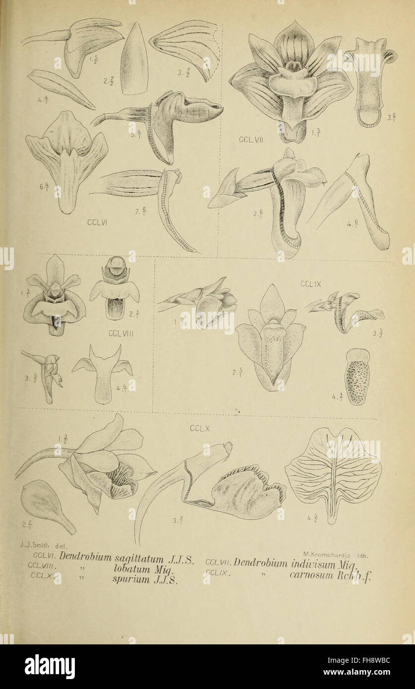 Illustration from 'Die Orchideen von Java', depicting orchids native to ...