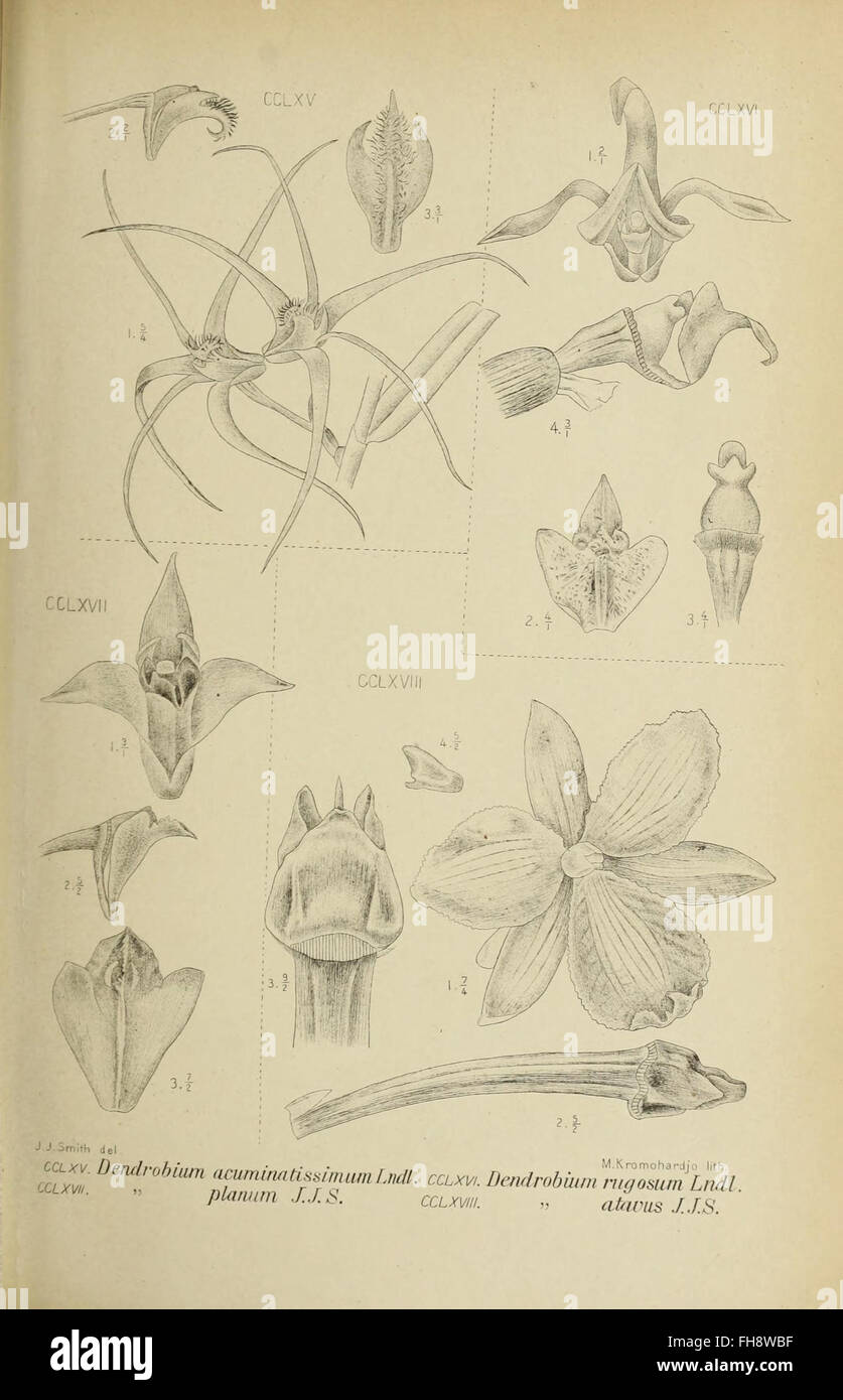 The Orchids of Java - Fig. 2, a botanical illustration from a ...