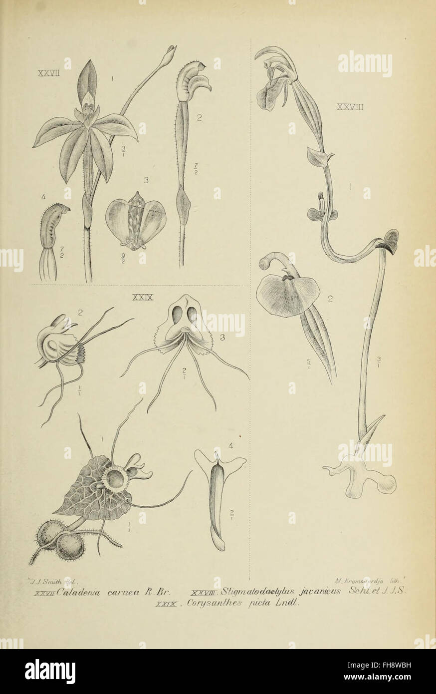 An illustrated work on the orchids of Java, showcasing the diversity ...