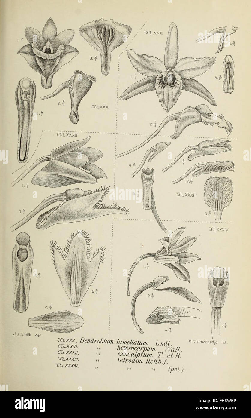 A botanical illustration series documenting the orchid species of Java ...