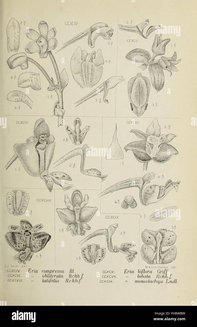An illustration of Java orchids from the renowned botanical collection ...