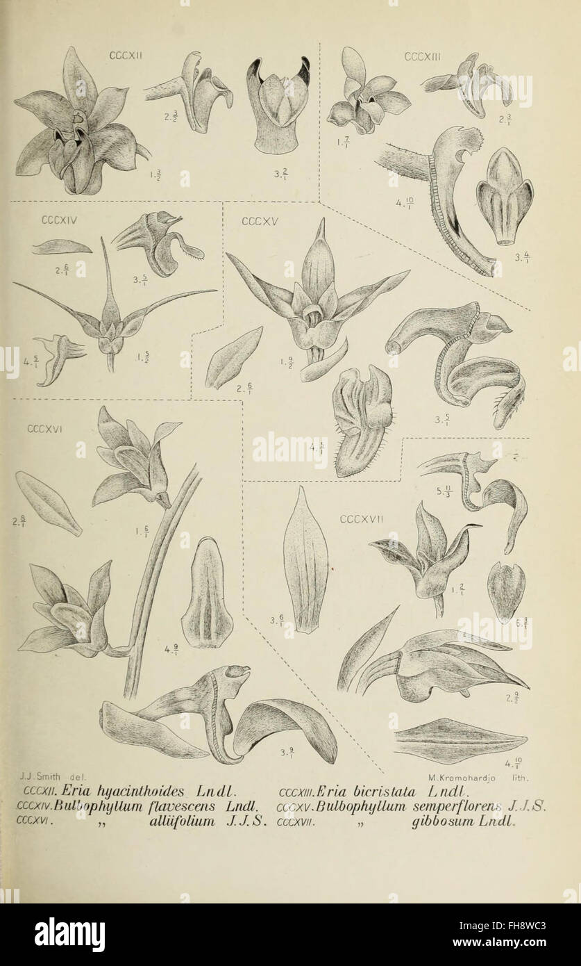 ‘Die Orchideen von Java’ is a detailed study of the orchids from Java ...