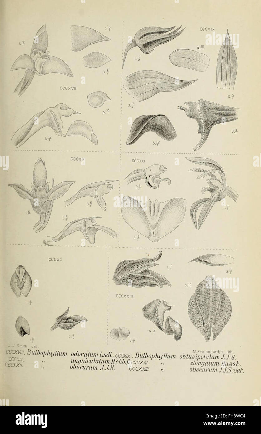 Larger classification of plant species hi-res stock photography and ...