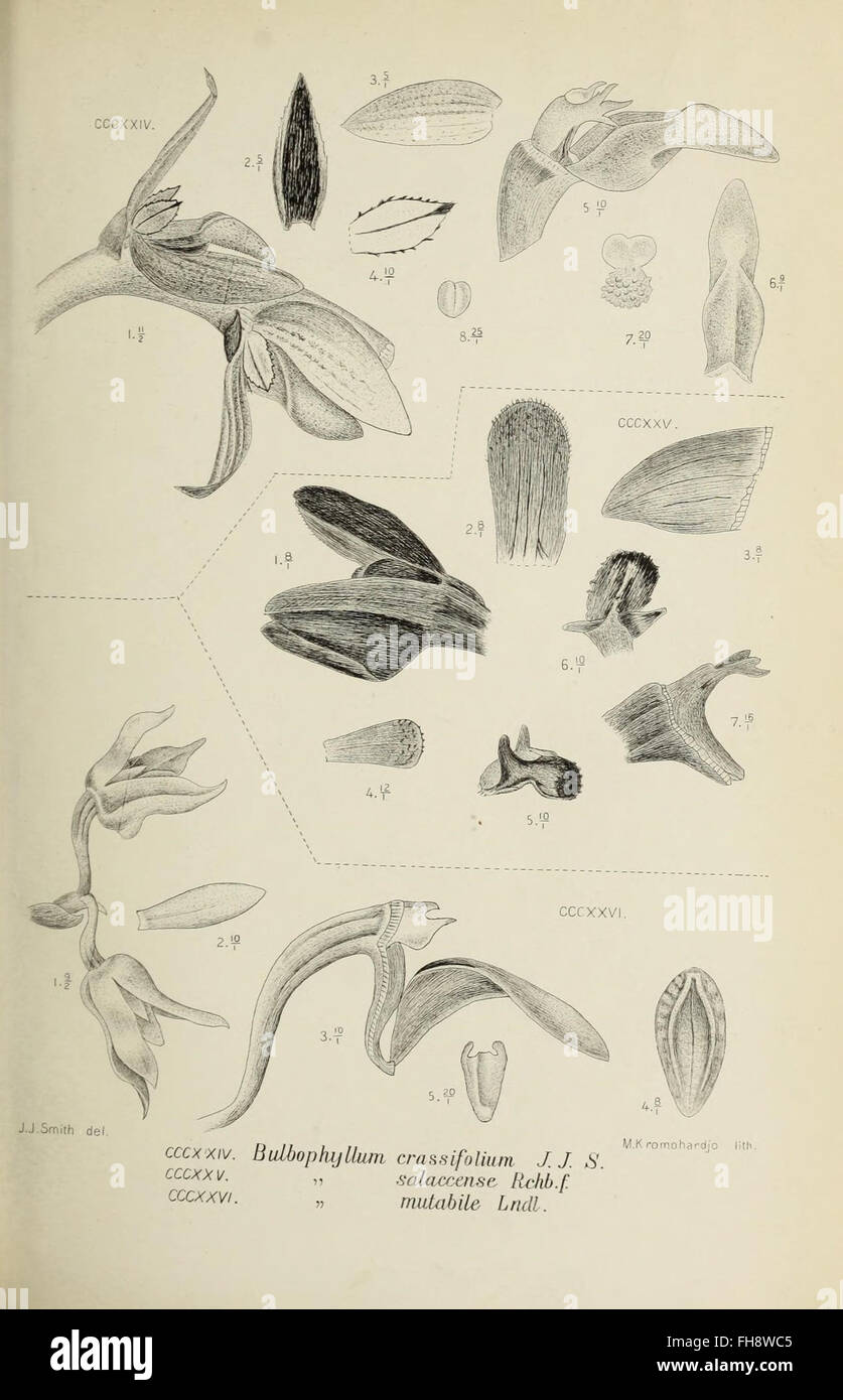 An illustration from 'Die Orchideen von Java' depicting orchids native ...