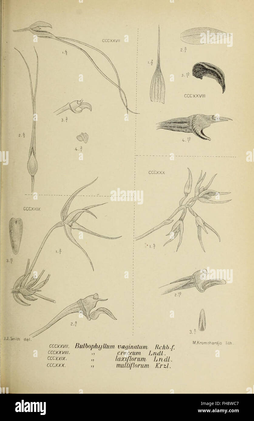 A botanical illustration from 'Die Orchideen von Java,' featuring a ...