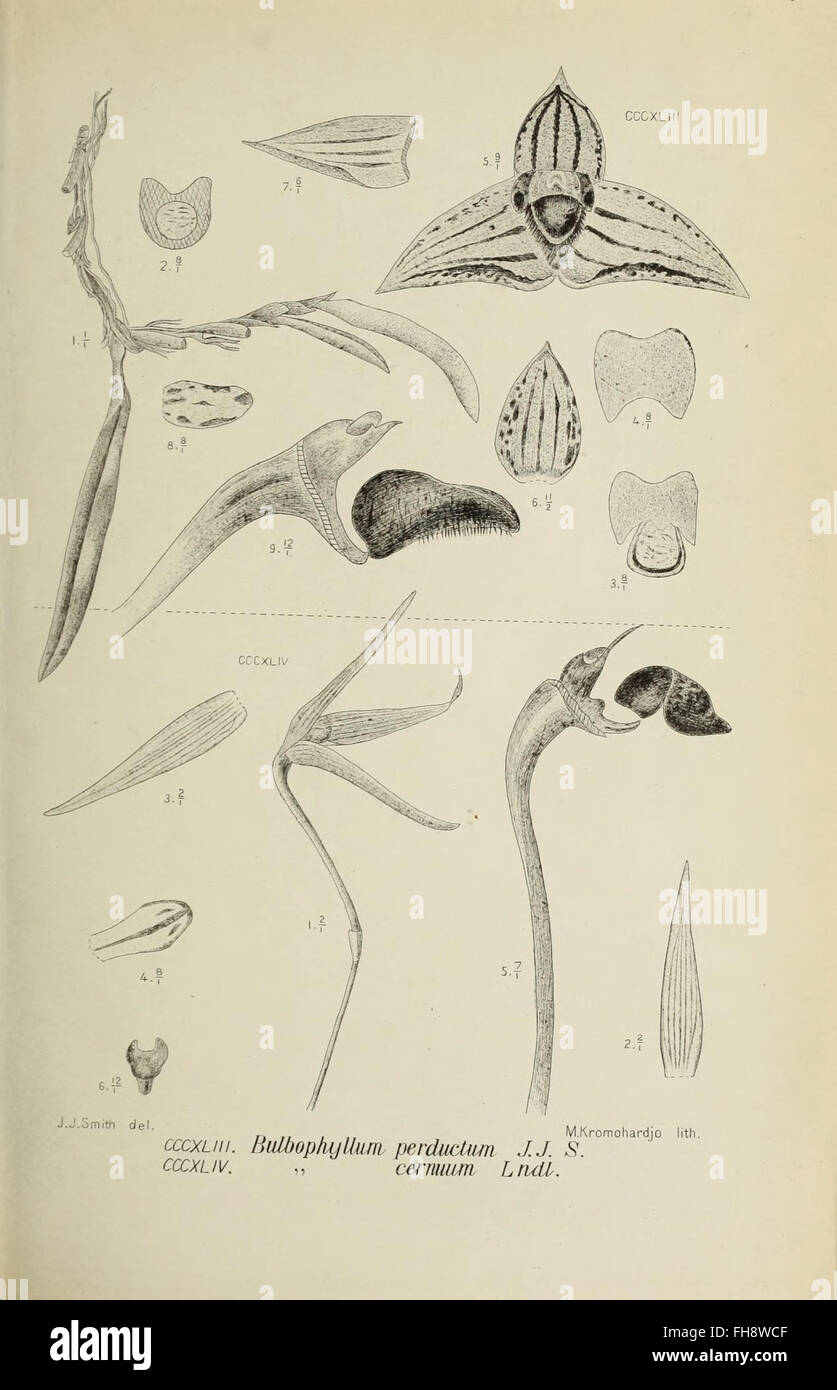 Die Orchideen von Java, a botanical work featuring figure 3 ...
