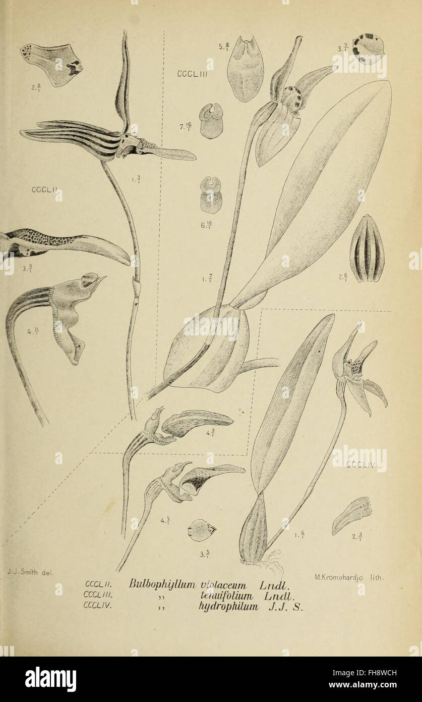 A detailed illustration of an orchid species from Java, as part of a ...