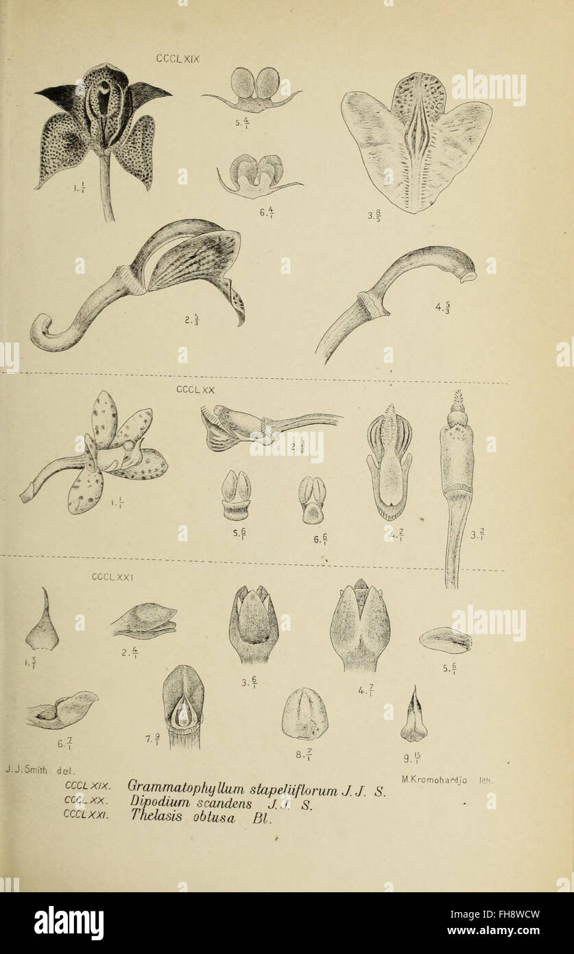A detailed botanical illustration of an orchid species from Java ...