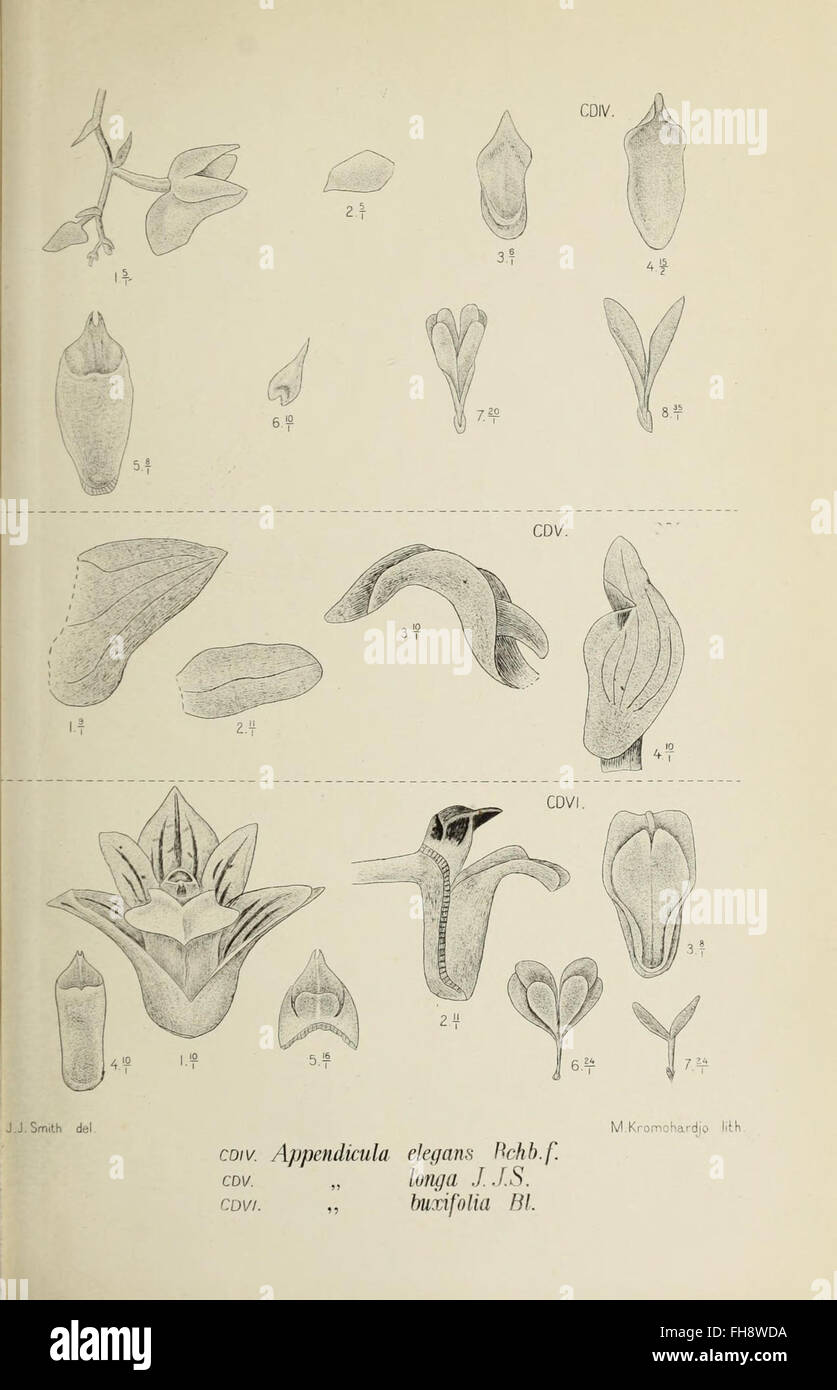 Die Orchideen von Java, a botanical study on the orchids of Java ...