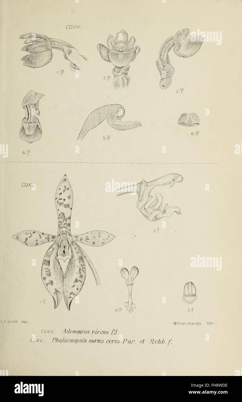A botanical illustration of an orchid species from Java, featured in a ...
