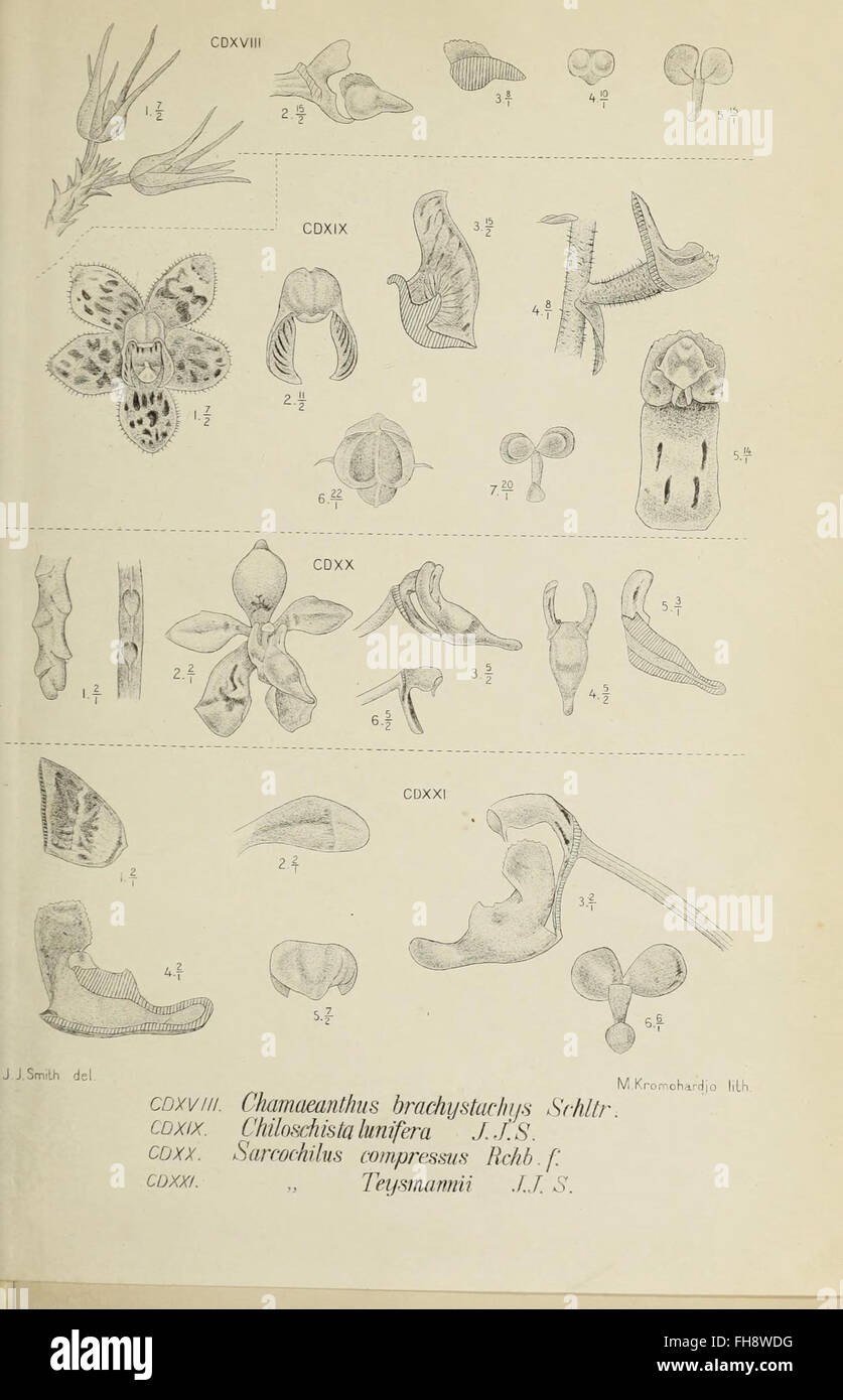 An illustration of Java orchids from 'Die Orchideen von Java,' housed ...