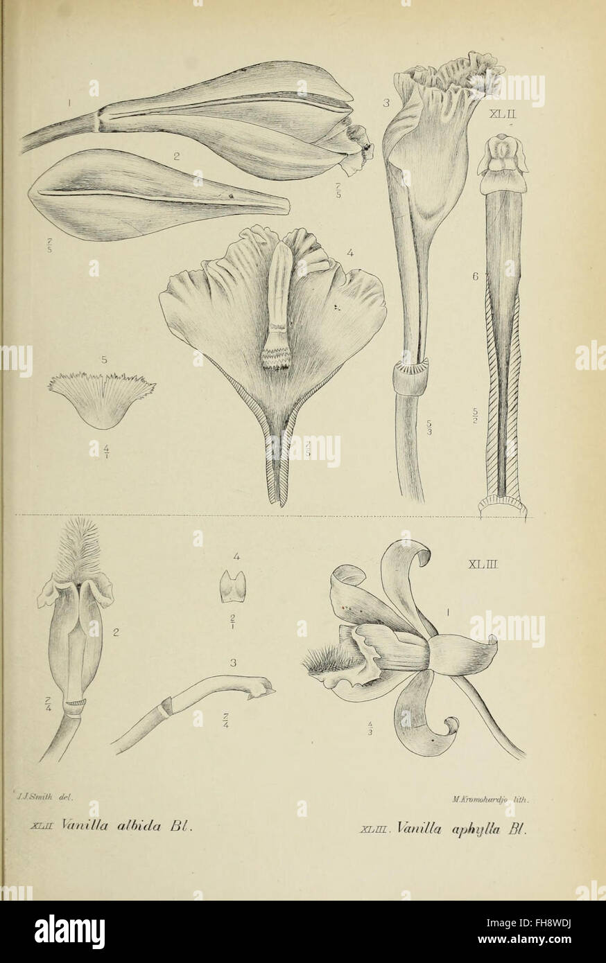 A botanical work featuring illustrations of orchids native to Java ...