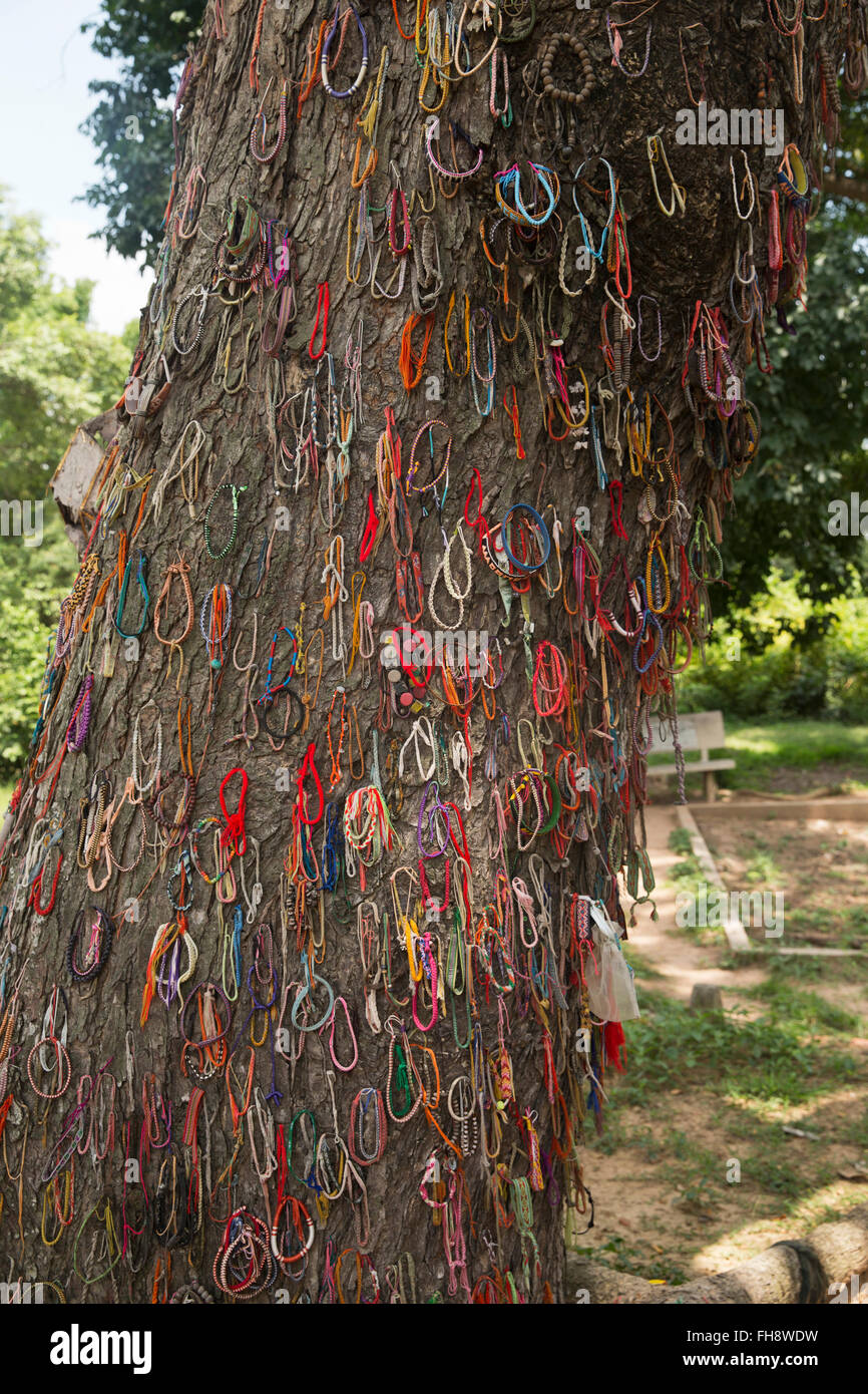 Tree used for smashing heads of infants in front of mothers at Killing Fields memorial in Phnom Penh, Cambodia Stock Photo