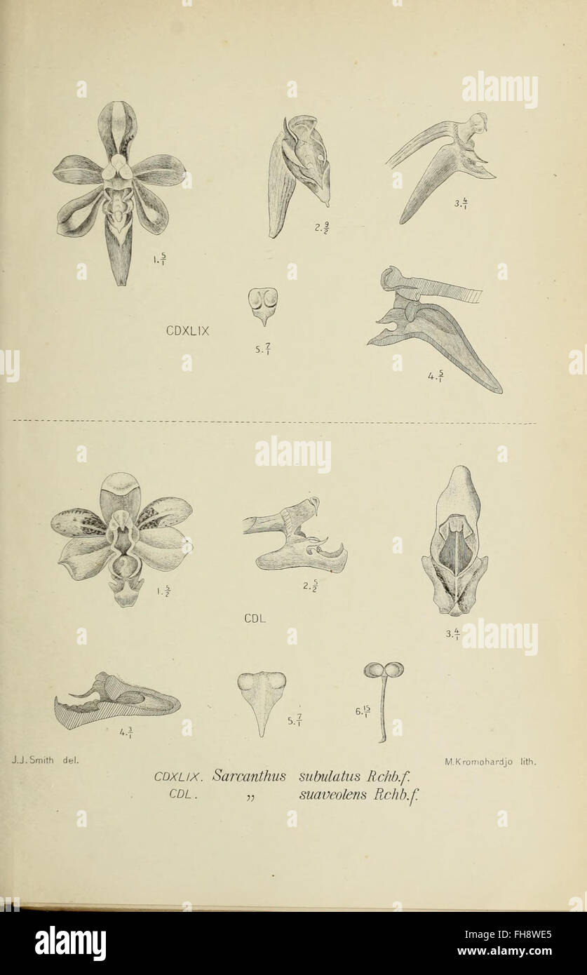 'Die Orchideen von Java - fig. 4' is an illustration of Java orchids ...