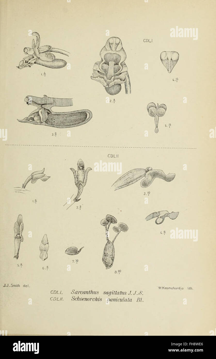 Java Orchids, figure 4 from 'Die Orchideen von Java' at Harvard ...