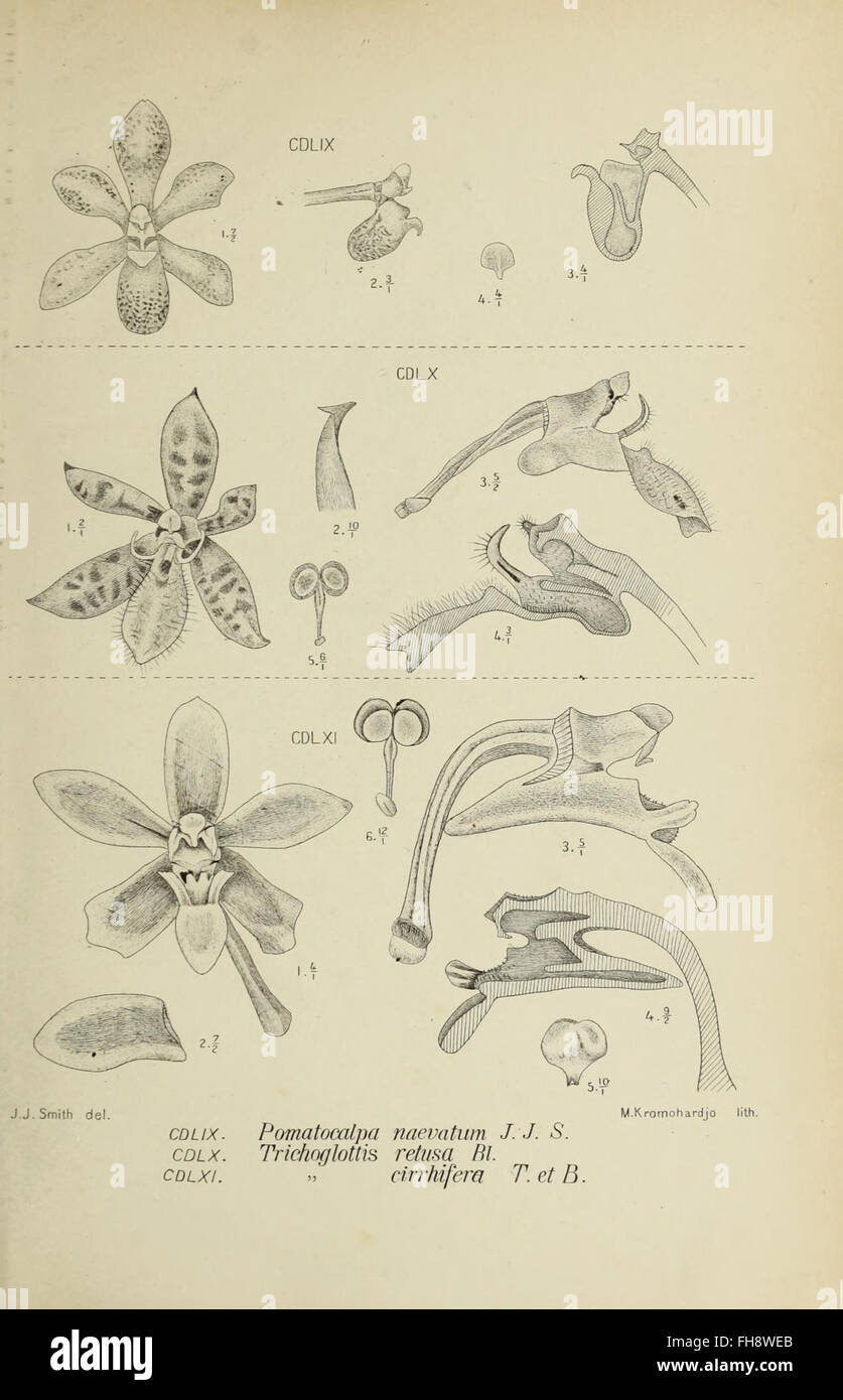 A botanical illustration featuring orchids from Java, published in 'Die ...