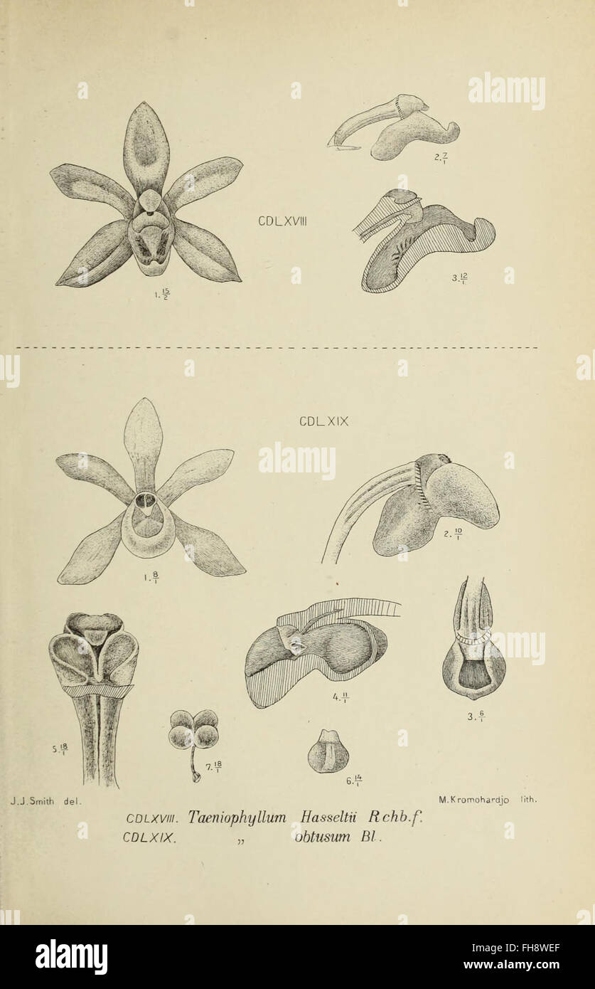 A detailed illustration of an orchid from Java, showcasing the unique ...