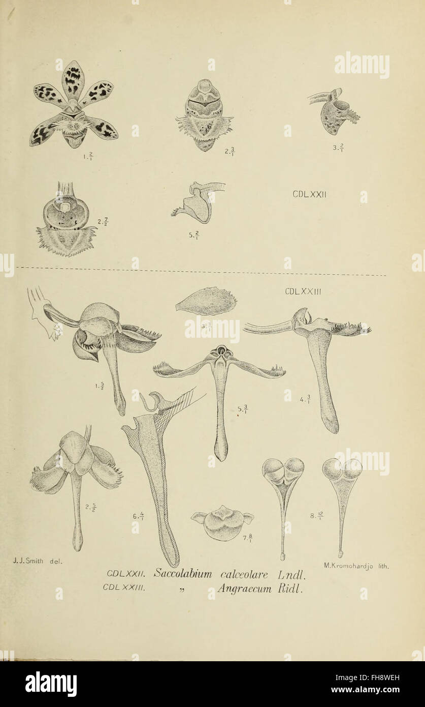 An illustration of Java orchids from 'Die Orchideen von Java,' held at ...