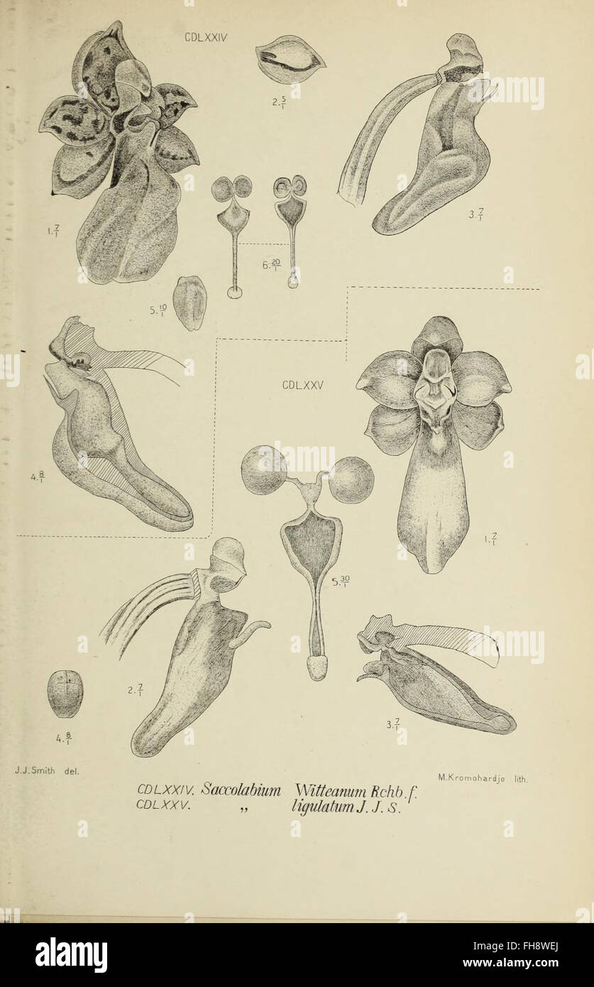 An illustration from 'Die Orchideen von Java,' featuring orchids native ...