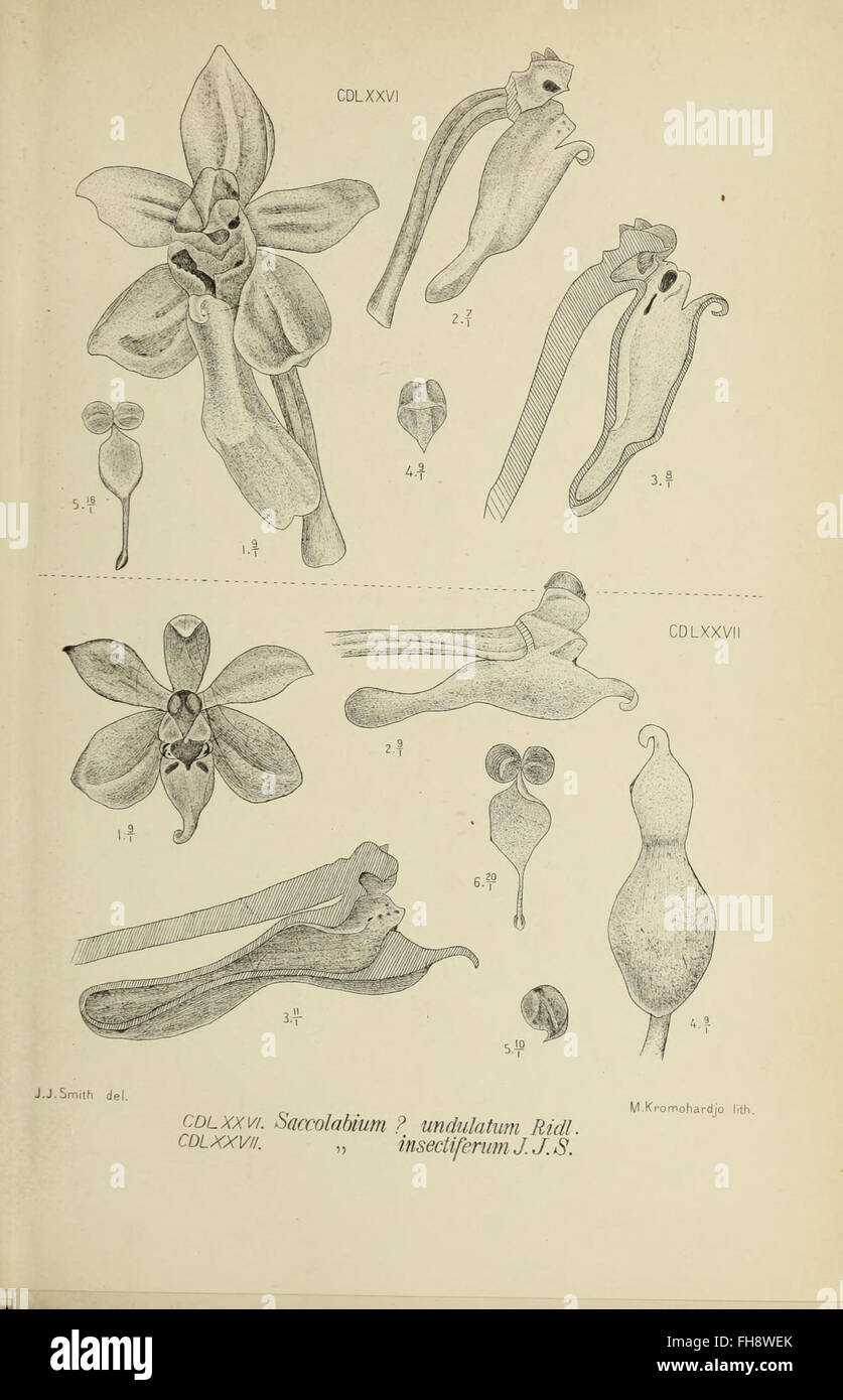 An illustration from a work on the orchids of Java, housed in the ...