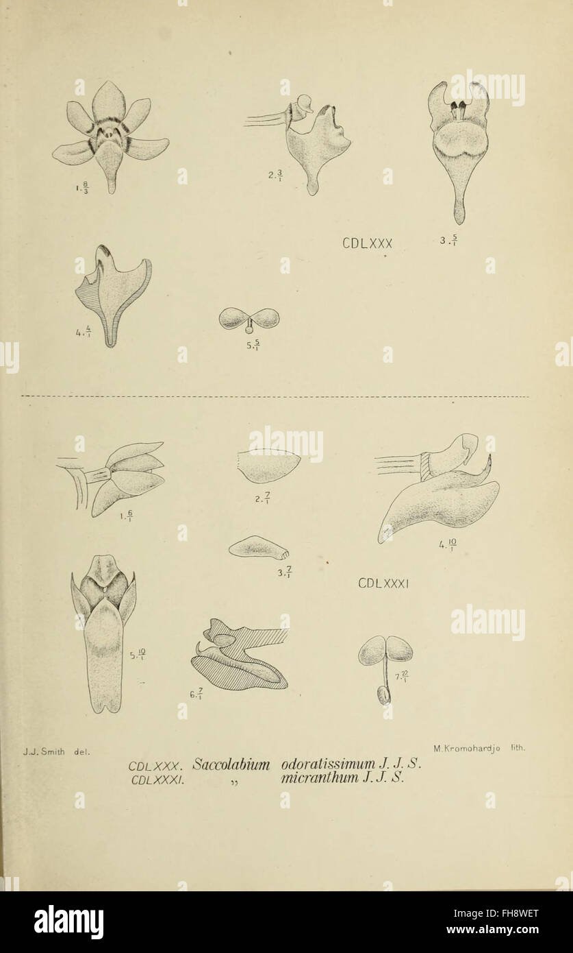 Orchids of Java: Botanical Study and Illustration of Java's Orchid ...