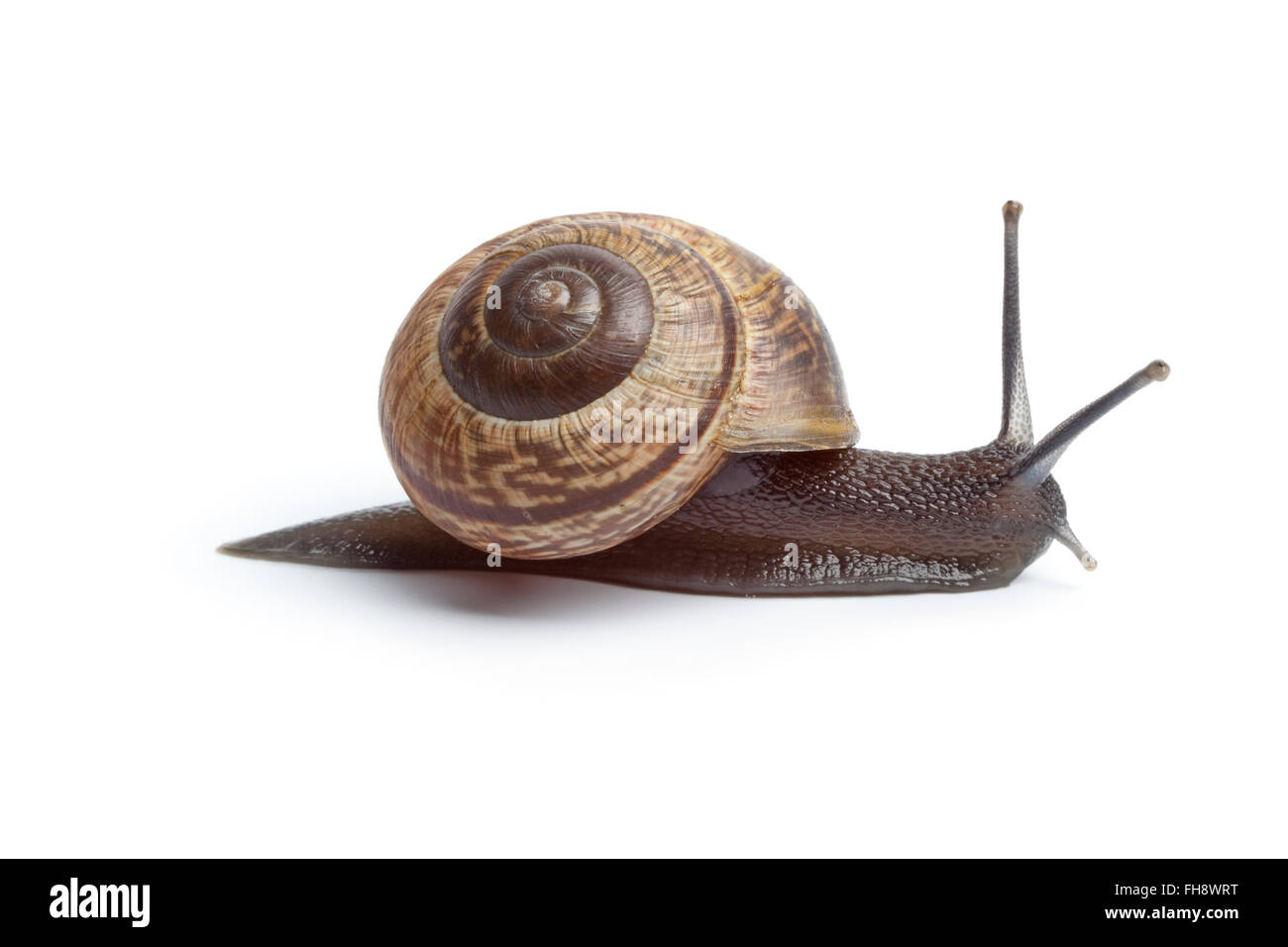 Garden snail isolated on white background Stock Photo