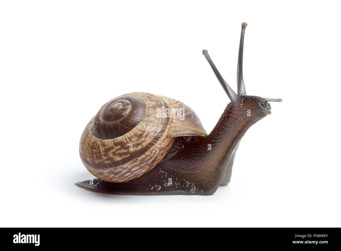 Garden snail isolated on white background Stock Photo