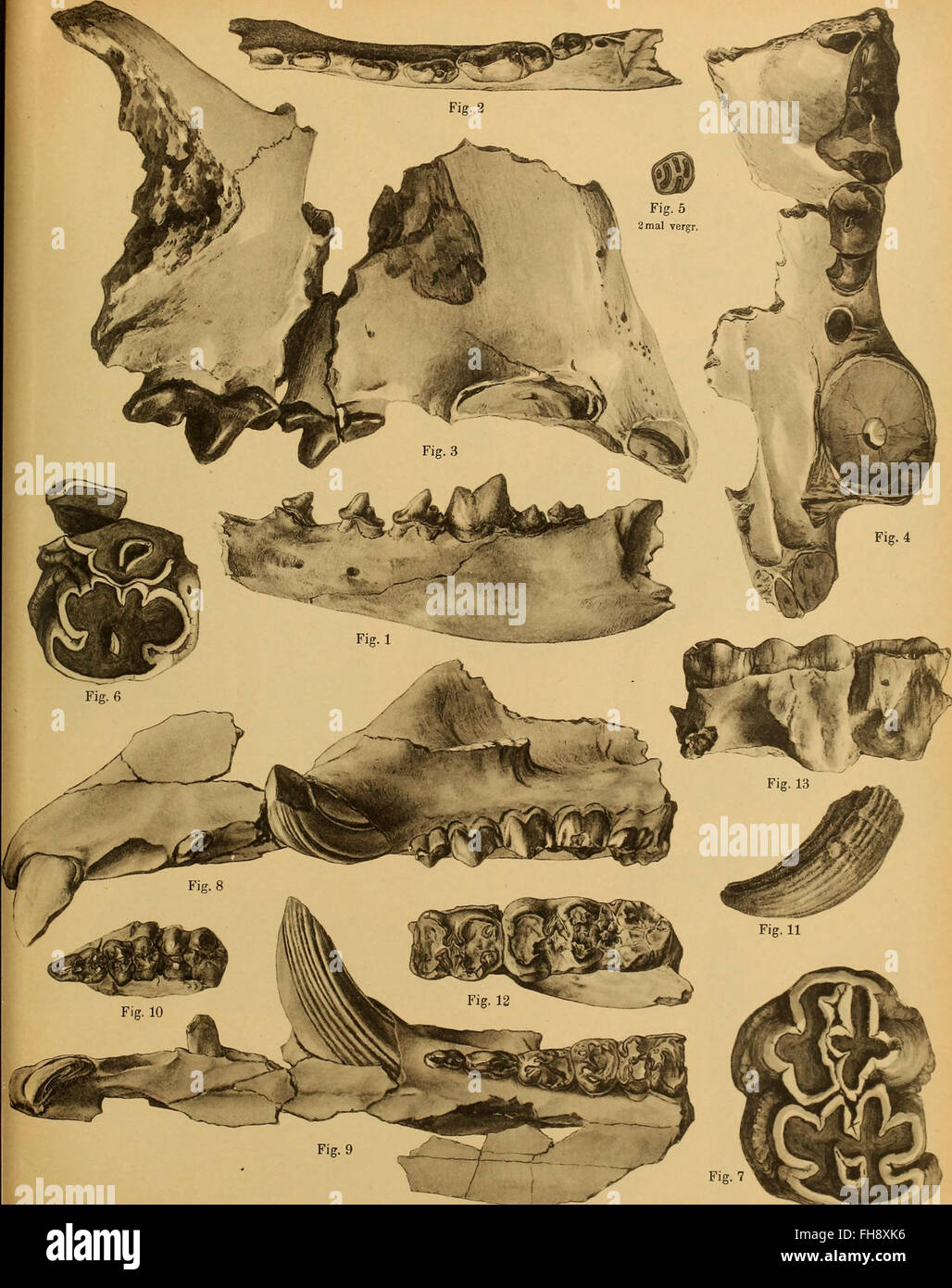 A geological and paleontological report on the findings of the Trinil ...