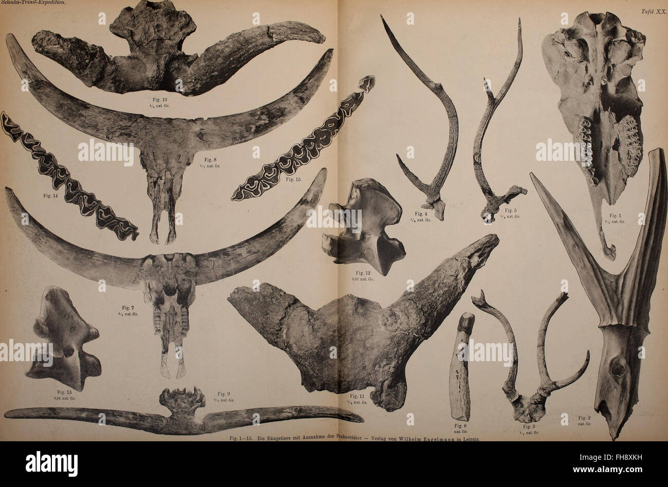 The geological and paleontological results of the Trinil expedition ...