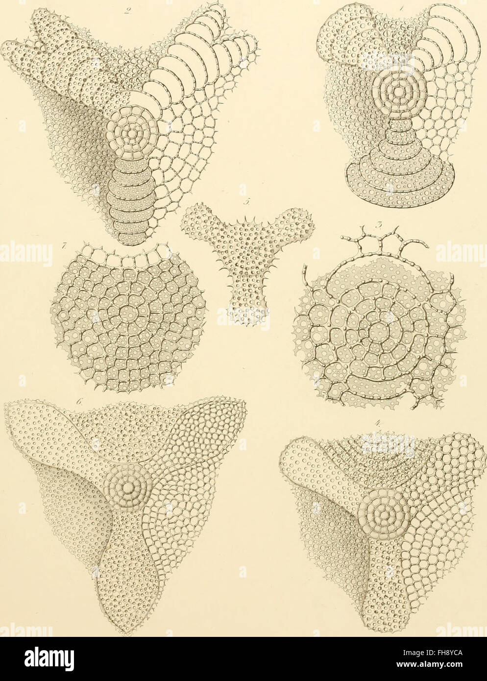 A 1862 monograph on radiolarians (Rhizopoda radiaria), focusing on ...