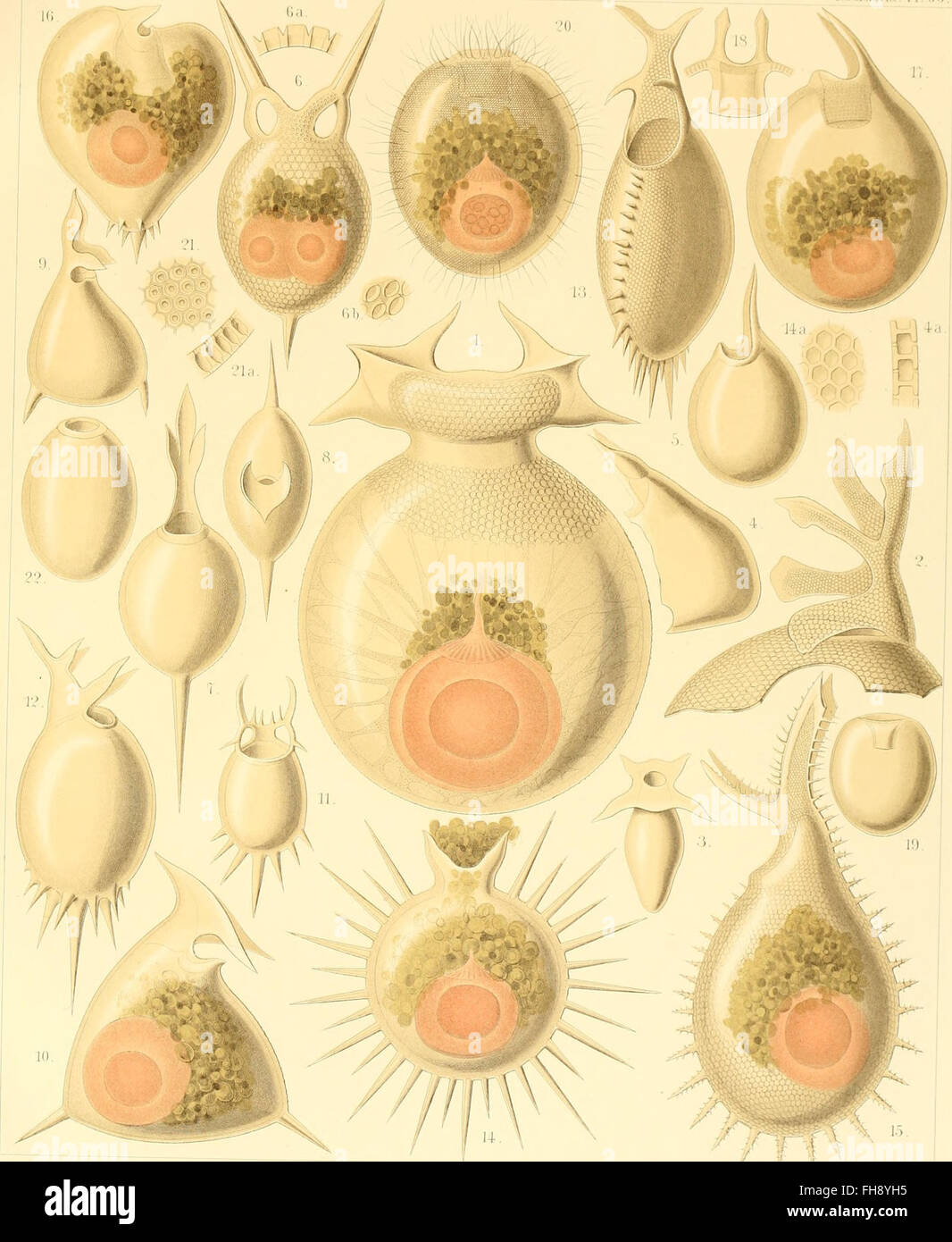 A monograph from 1888 on Radiolarians (Rhizopoda radiaria), microscopic ...