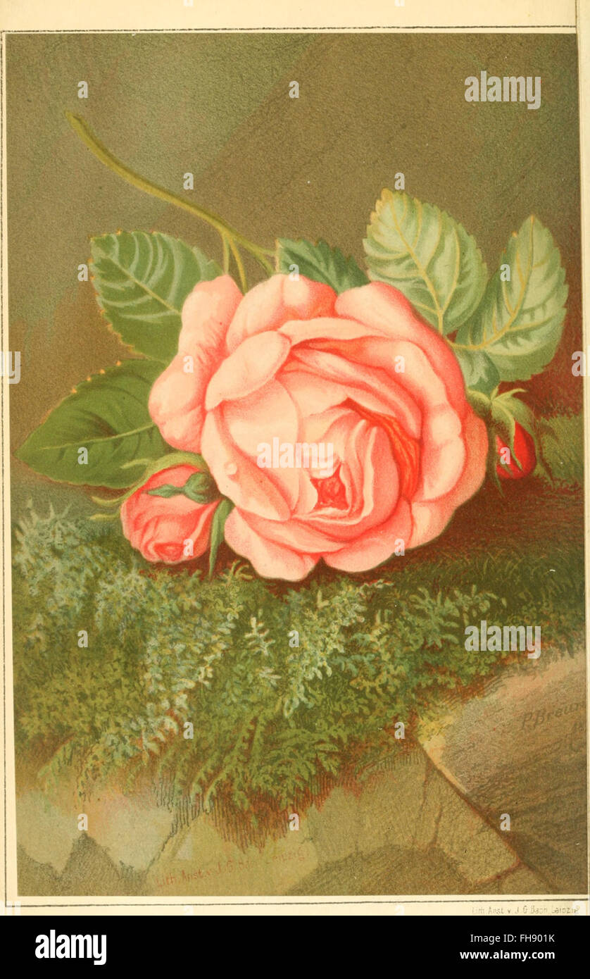 Die Rose - Geschichte und Symbolik in ethnographischer und kulturhistorischer Beziehung (1873) Stock Photo