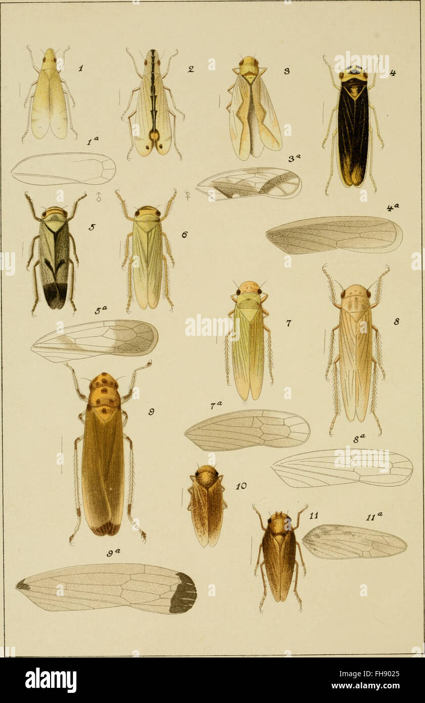 Sugar Fly Insect Sugarcane crop cycle hi-res stock photography and images - Alamy