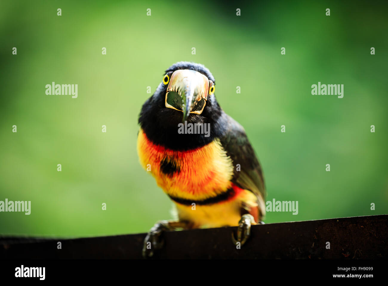 Face forward close up of wild green-billed toucan red-breasted toucan Stock Photo