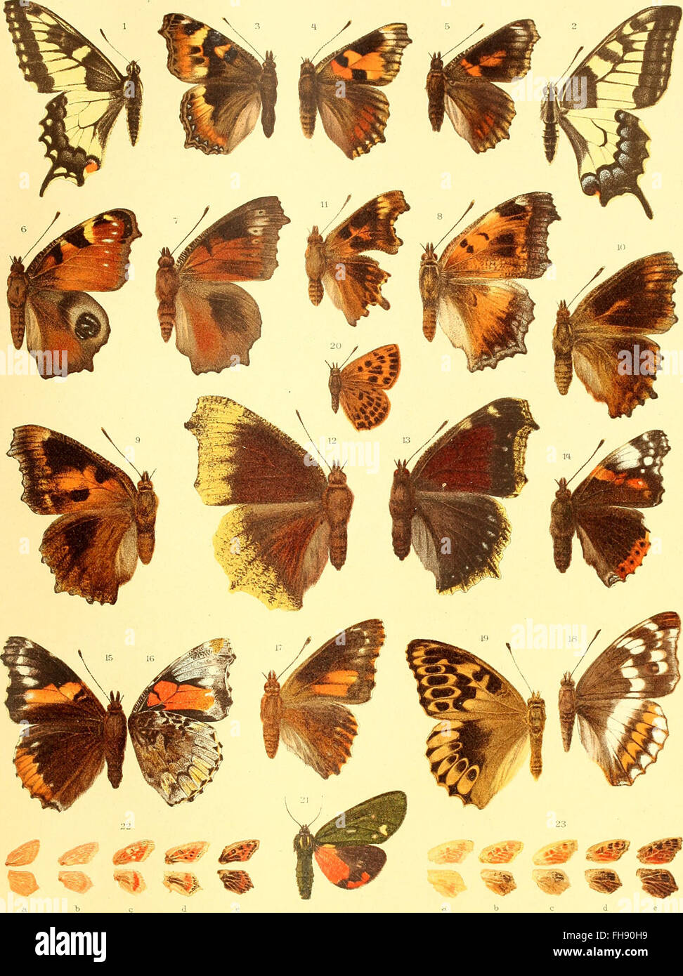 Die Schmetterlinge Europas (1908 Stock Photo Alamy