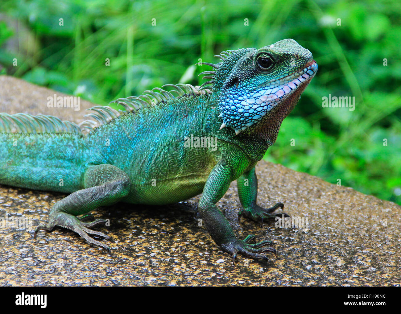 Handsome lizard Stock Photo