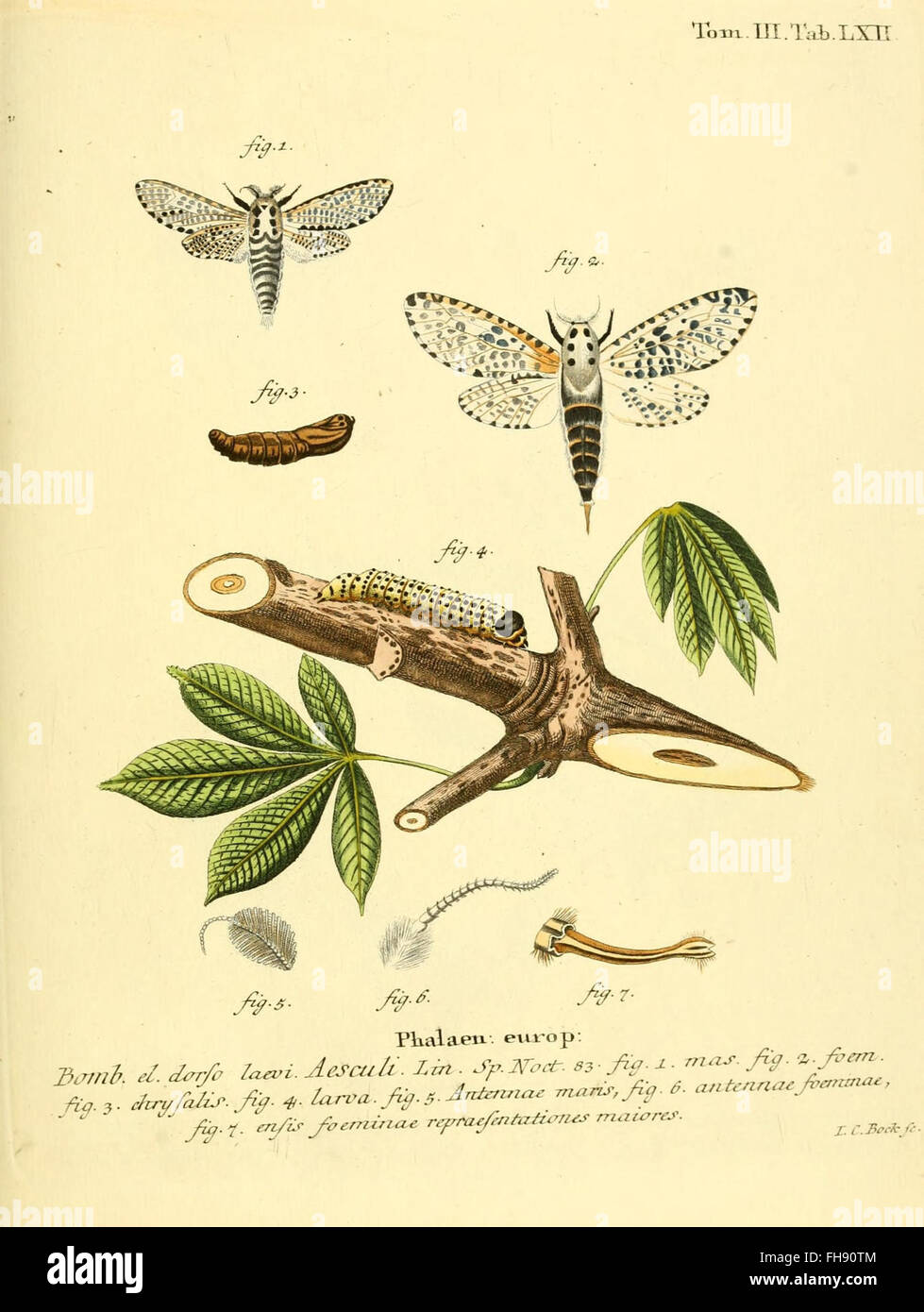 A detailed, illustrated guide to butterflies in Europe, focusing on ...