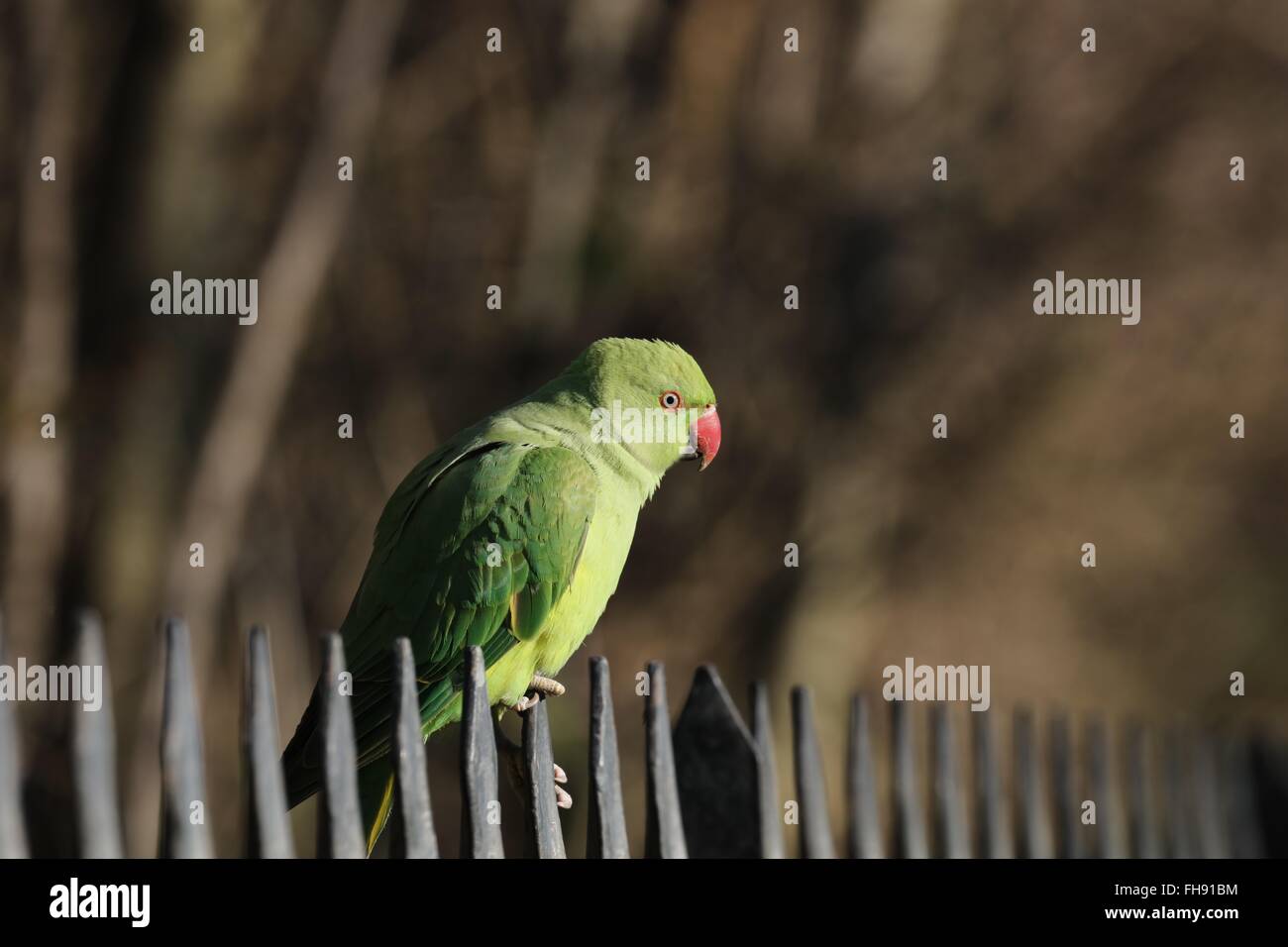 Kingston Parakeet, living wild in London parks. Stock Photo