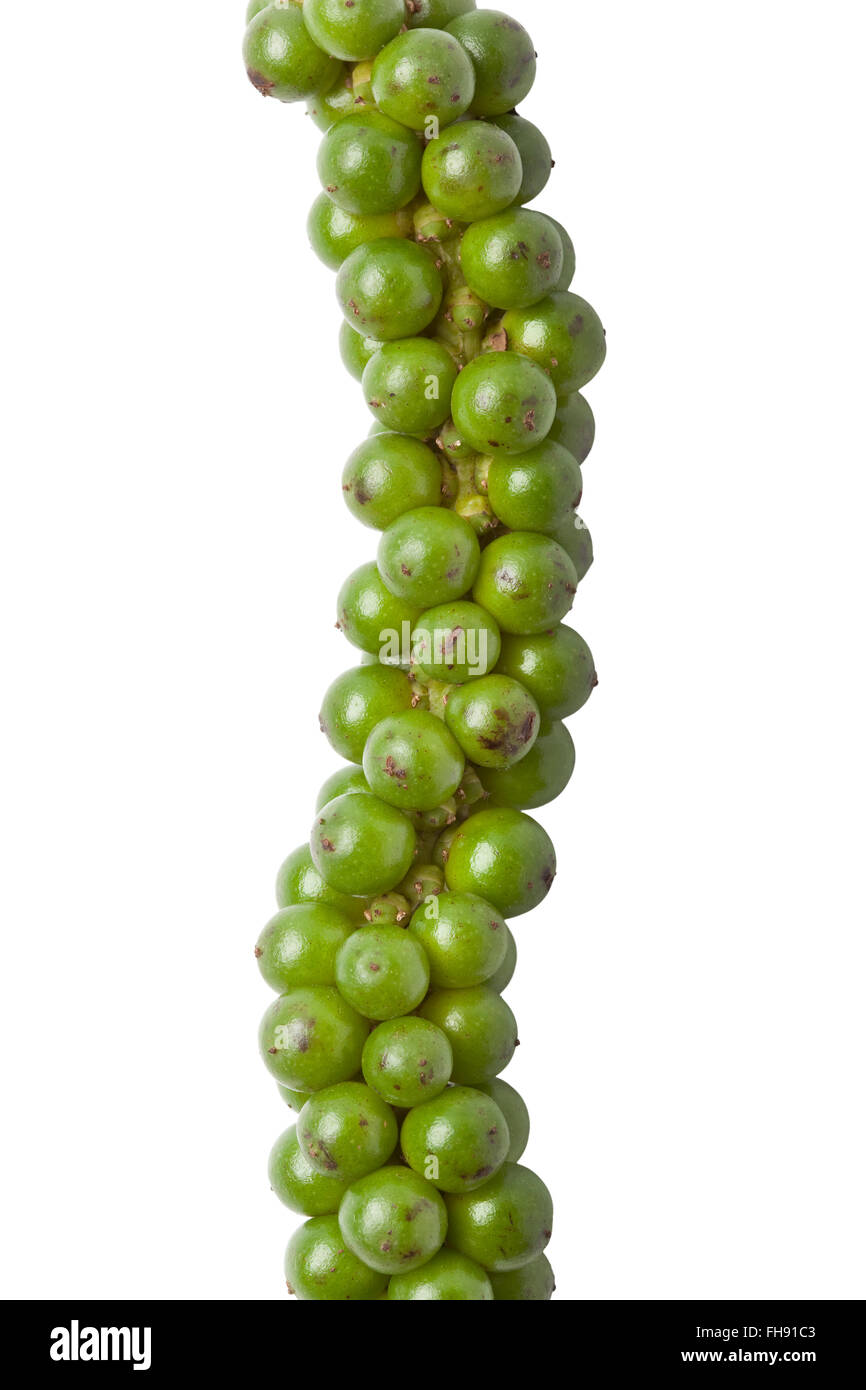 String of fresh green unripe pepper on white background Stock Photo