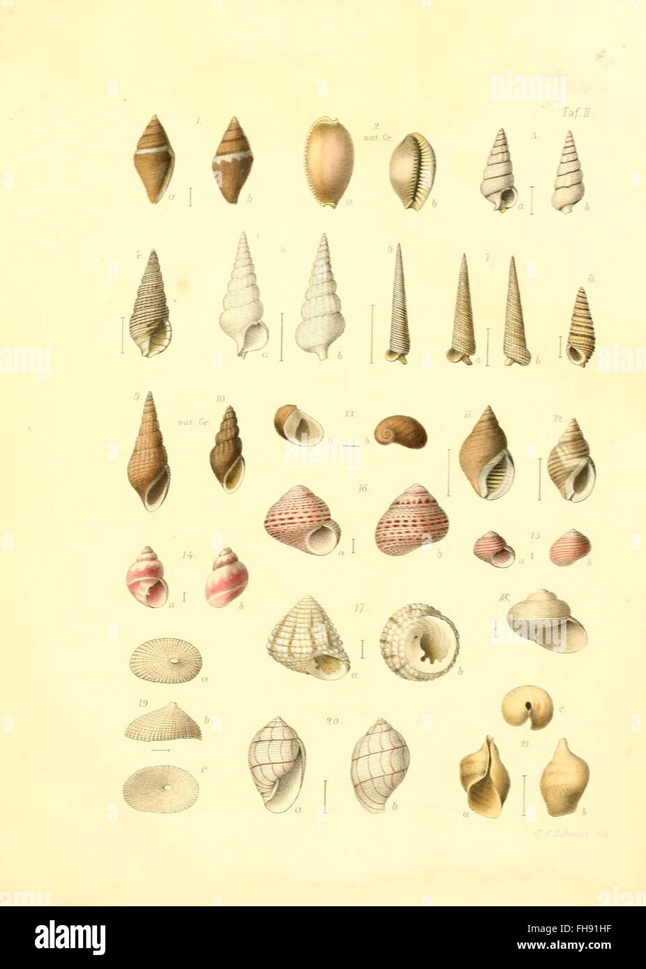 A catalog of mollusks and shells from Oceania, specifically the Donum
