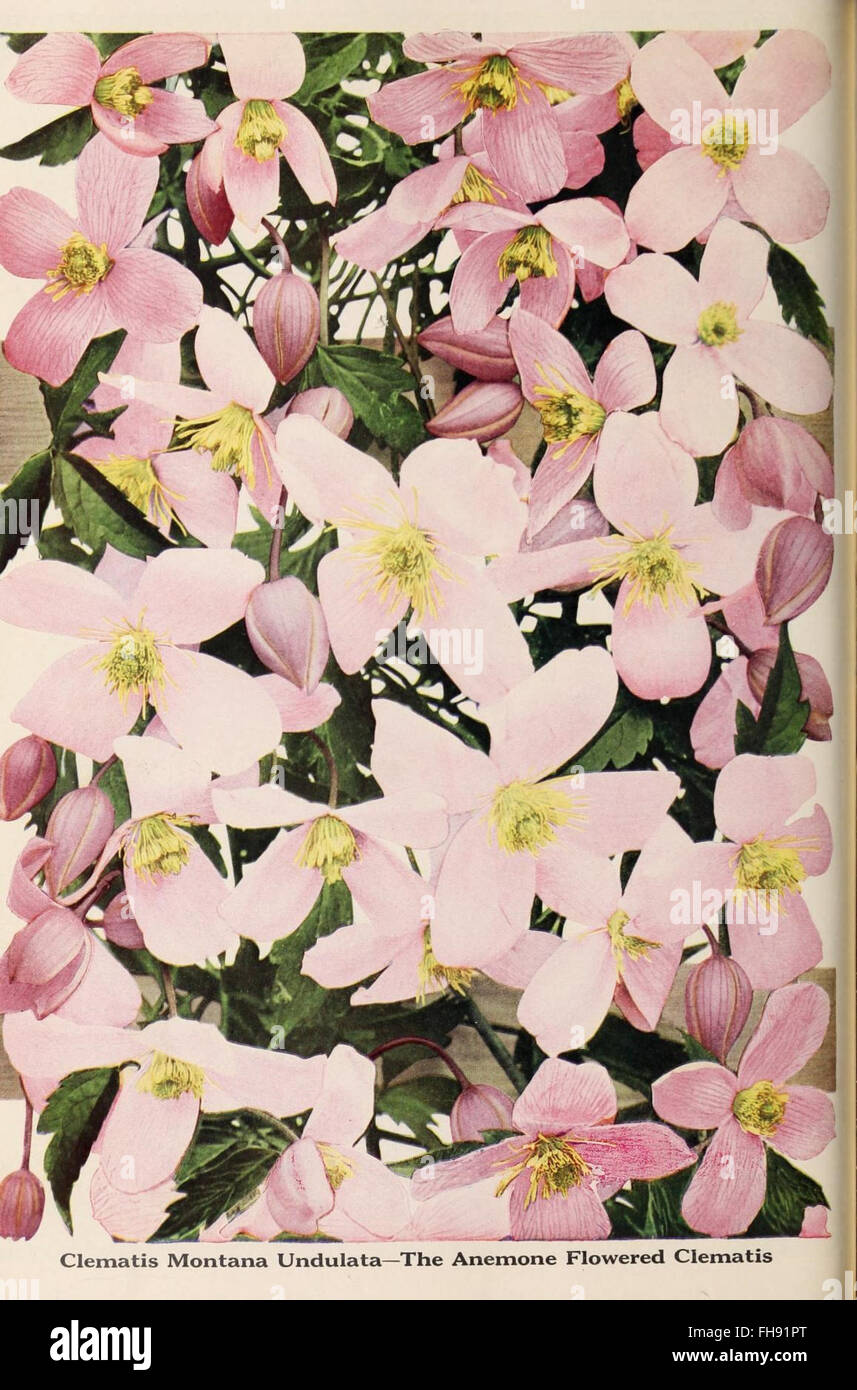 A comprehensive catalog from Dreer’s Garden Book, offering detailed