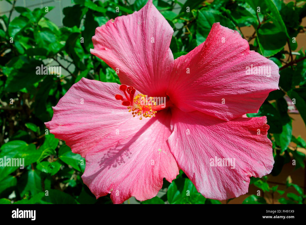 A Hibiscus flower or rose mallow Stock Photo