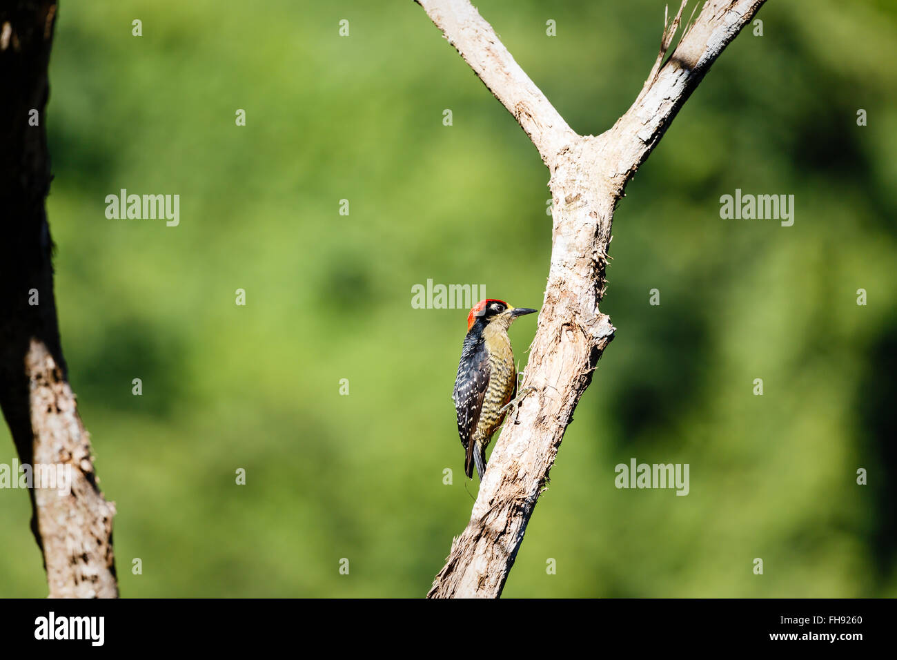 Black-cheeked Woodpecker, Melanerpes pucherani, pecking on tree Stock Photo